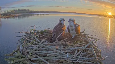 Leicestershire and Rutland Wildlife Trust Maya with her long-term mate, 33, at Manton Bay nest at Rutland Water on 26 March 2026 at sunrise.