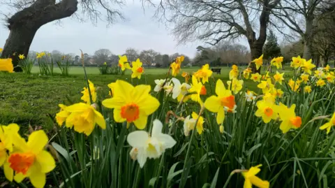 Juniperbeddy/BBC Weather Watchers A close-up of yellow and orange daffodils, with a park in the background including trees and a bench.