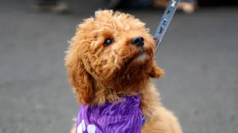 Scottish SPCA Indie the puppy