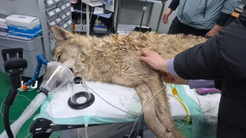 A wolf lying on an operating table, apparently sedated. 