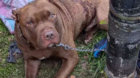 A brown dog tied to a black pole by a metal chain. The dog is lying on the grass and there is some blood on its side