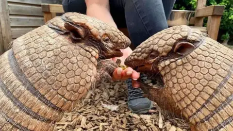 Exotic Zoo Two armadillos feeding from the hand of a keeper. The pair are on their hind legs on either side of the picture, with the keeper crouching at the back holding out a hand with food on it. Woodchips line the enclosure floor.