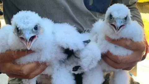 Two peregrine falcon chicks with white down look at the camera while being held around the middle by a person behind them