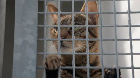 Brown tabby cat looks through a cage with a paw looped through one of the gaps