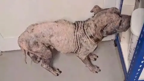 RSPCA A dog covered in scabs, with most of its fur missing, is stood against a white wall with a blue-framed shelving unit in front of it.