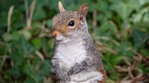 A grey squirrel sits and looks slightly off camera with green foliage blurred in the background