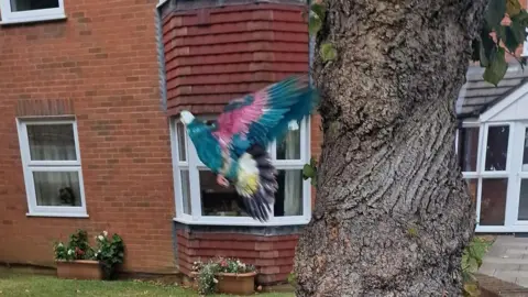 Simon Bryson A blue bird with pink under its wings flies away from a tree trunk.