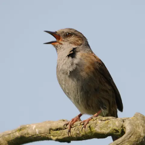 Amy Lewis A dunnock, a small brown bird perched on a branch.
