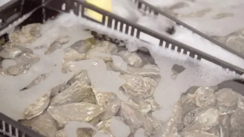 Oysters in water in a tray