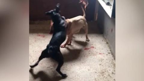 Two dogs being forced to fight with each other 