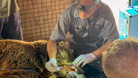 Harding-Lee-Media A brown bear undergoing dental treatment. The dentist is wearing a grey shirt, latex gloves, and glasses with a headtorch. He is holding a syringe in the bear's mouth.
The bear has a tube in his mouth, and the back of a person's head is visible in the foreground, while another person stands behind the bear.