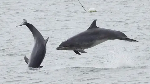Two bottlenose dolphins leaping from the sea. One is horizontal to the sea, the other is perpendicular and is just dropping back into the water.