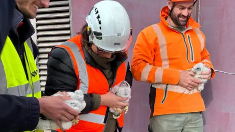 Three people are standing wearing orange, high vis jackets and wearing hard-hats. In their hands are peregrine falcon chicks. The chicks are covered in white, downy feathers and have long yellow claws. 