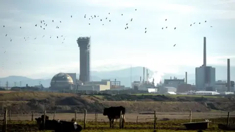 The Sellafield site seen from a distance. On the skyline, several tall concrete buildings can be seen, as well as several smaller buildings. In the foreground, cows graze on a field.