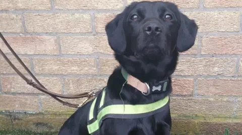 Willow, a black dog, with a collar round her neck, with a lead on, looking straight at the camera. She is sitting by a brick wall. 