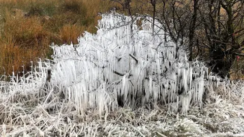 A tree covered icicles surrounded by un-iced flora