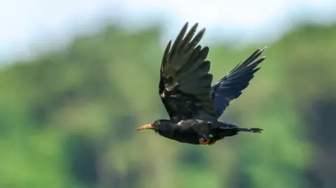 A black-feathered bird with an orange beak and red legs flies mid-air. The background is out of focus trees and sky. 