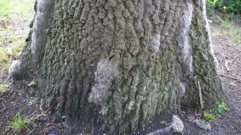 Bracknell Forest Council A number of groups of caterpillars are on the trunk of a large oak tree