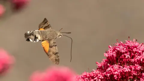 Weather Watcher/CraigRich A small brown moth flying past a pink flower