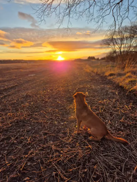 Claire Morrison A dog sitting down outside on grass, looking at the sun rising in the distance