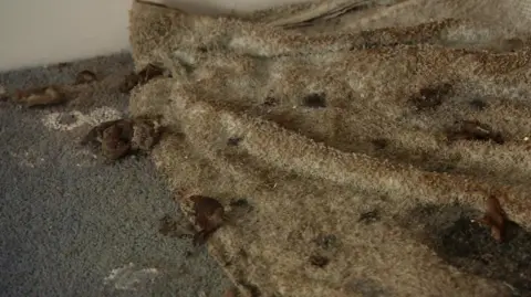 Mouldy, dirt-stained carpet with mushrooms seen and other debris