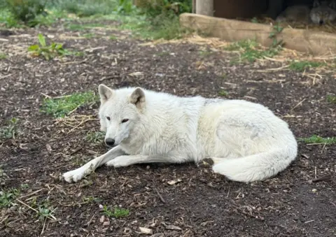 The Little Zoo A white wolfdog lies outside at an animal sanctuary