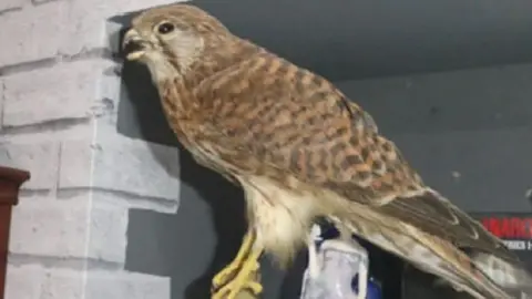 Lincolnshire Police Police image of a taxidermy kestrel mounted on a branch