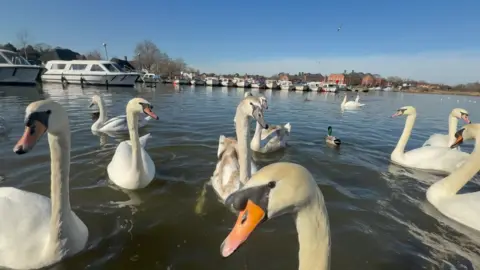 Jamie Niblock/BBC Swans are pictured swimming on water at Oulton Broad. 