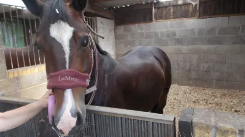 RSPCA A brown bay mare named Nala standing in a stable with her nose over the gate. The floow has straw all over and the walls are bare grey breeze blocks. Nala has someone holding her reigns, but only their arm is visible from the left of shot. she has a red wine coloured fleece wrapping around her nose that read 'Le Mieux' 
