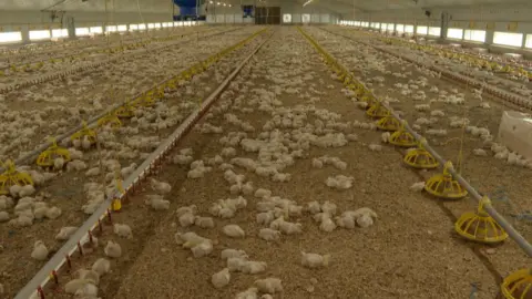 Cranswick chicken shed with 43,000 chickens in it