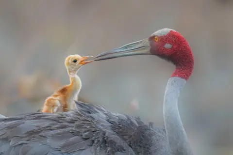 Ponlawat Thaipinnarong/Wildlife Photographer of the Year An adult crane with a red head bends down toward a small, fluffy chick perched against its body. Their beaks nearly touch, creating an intimate moment against a softly blurred background.