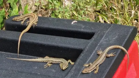 Agnes Haworth Three wall lizards sit on a black plastic box, the granite walls of Gorey castle are visible in the background, along with some foliage.