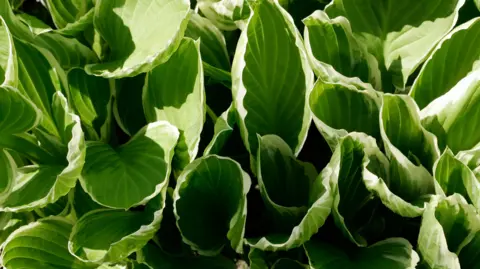 Getty Images A leafy green hosta plant photographed close up in bright sunlight. The broad, ribbed leaves are deep green with pale creamy white edges. They grow densely packed together, curving upwards and overlapping across the frame.