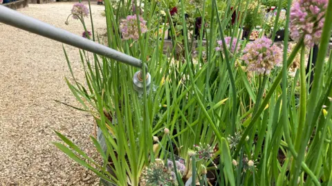 A close up of a metal spray head putting water onto tall green plants in a flower bed