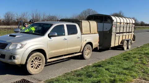 Grey pickup with sheep in trailer. Two officers are speaking to the driver on the side of the road.