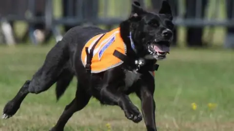 Berkshire Search and Rescue Dogs Paddy running on a field, on green grass. He is wearing a hi viz harness branded with the rescue.