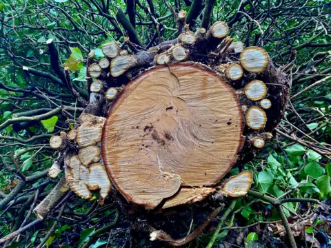 Alistair Murphy A chopped tree trunk on its side with branches surrounding it and ivy vines growing around it.