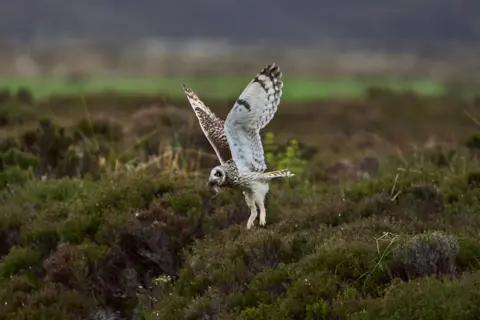 Getty Images Short-eared owl with its wing spread. It has a vole in its mouth. The owl is hovering above moorland.