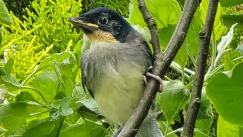 A blue-crowned laughingthrush bird on a branch of a tree. It has a navy blue head, dark eyes, yellow beard and white and grey chest