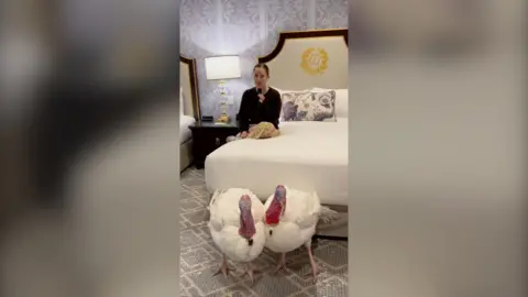 A woman sits on a hotel room bed with two turkeys on the floor in front of her.