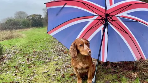 Julie Kemp A chestnut coloured springer spaniel rests under an umbrella which is in the style of the union jacket. The dog is wet from the rain and looking away from the camera. It is pictured in a grass field. 