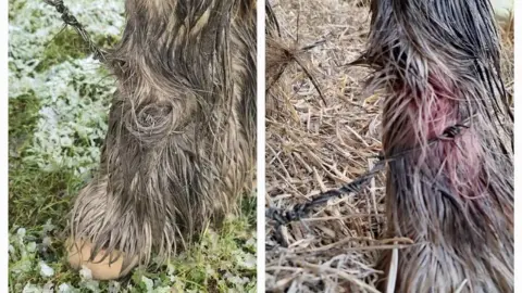 Julie Jackson two pictures, both showing horses' legs with barbed wire tied around them. One of the horses you can see pink skin and blood on its black fur where the barb is sticking it its leg. 