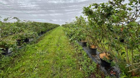 Blueberry harvesting farm