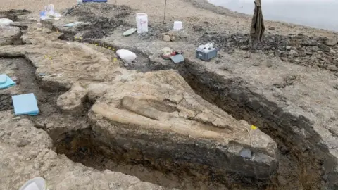 Anglian Water Fossilised skeleton with long snout being excavated