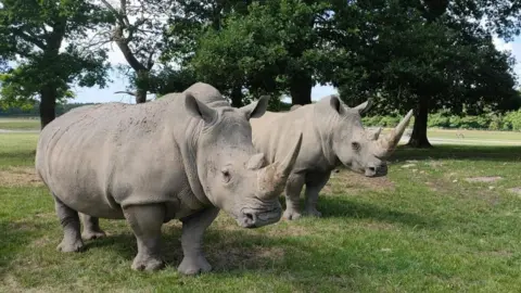 Knowsley Safari Two white rhinos standing on a grass area in front of two trees.
