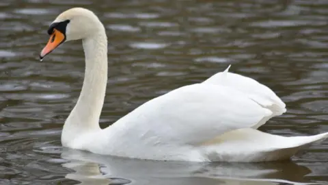 A swan on a lake
