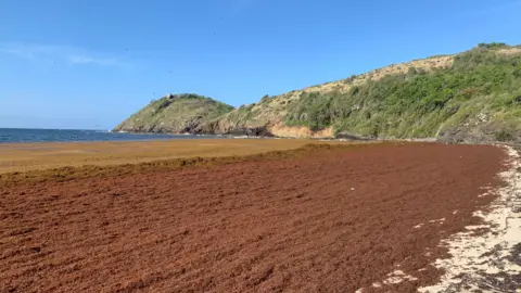 Rufus Gobat Rumput laut sargassum berwarna coklat menutupi tempat yang dulunya merupakan pantai berpasir putih di Teluk Rendezvous di Antigua. Rumput laut membentang hingga ke ujung teluk, di mana bebatuan terlihat.