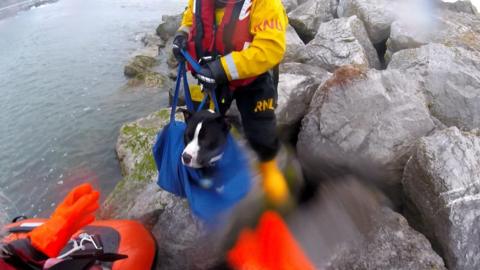 The dog being rescued