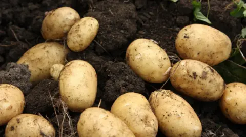 Potatoes in soil after being dug up.