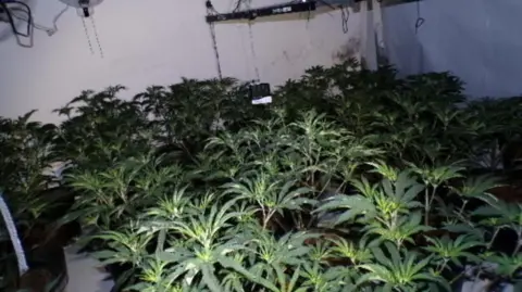 Nottinghamshire Police Cannabis farm growing in white room